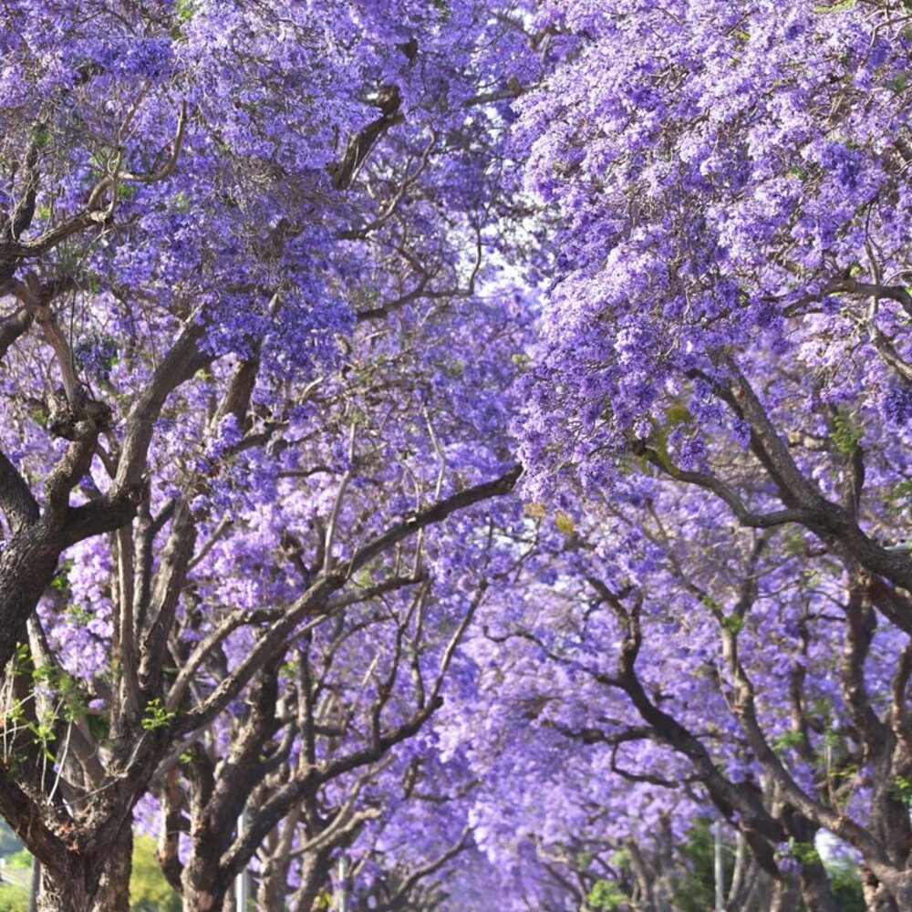 Meet your Posher, Gazelle